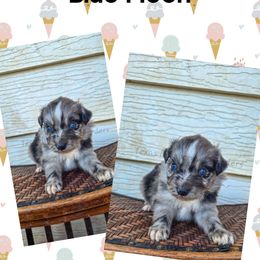 Blue Moon - Blue merle male Miniature Australian Shepherd puppy in Lubbock, Texas from Texas Bluebonnet Herders