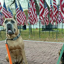 Cane Corso from Mass Cane Corso