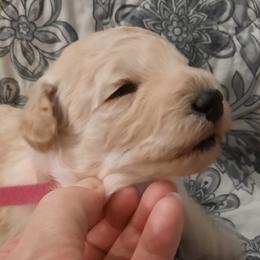 Joy - White female Poodle puppy in Athol, Massachusetts from DoeValley Standard Poodles