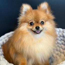 Kali - Orange sable female Pomeranian puppy in Las Vegas, Nevada from PomAmour Pomeranians