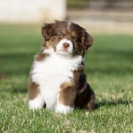 Sweet Potato - Red tri-color female Miniature American Shepherd puppy in Stephenville, Texas from Diamond H Aussies
