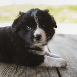 Levi - Black and white Border Collie puppy in Fresno, California from Alpine Tails