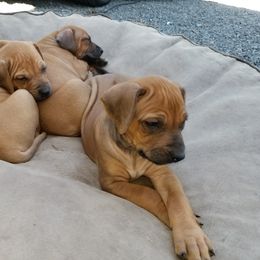 Rhodesian Ridgeback Puppies from Willowist Rhodesian Ridgebacks