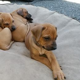 Rhodesian Ridgeback Puppies from Willowist Rhodesian Ridgebacks