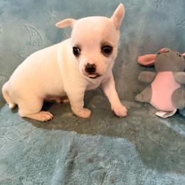 Olaf - White male Chihuahua puppy in Seneca, Missouri from Stephanie’s Puppy Colony
