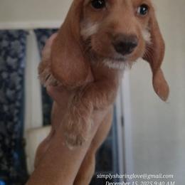 Verenthia - Cream female Dachshund puppy in Willard, Utah from Simply Sharing Love