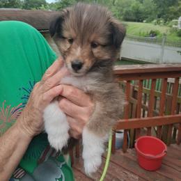 Boy 2 - male Shetland Sheepdog puppy in Gilbertsville, Pennsylvania from Canidae Shelties