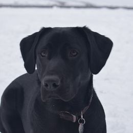 Bailey - Labrador Retriever