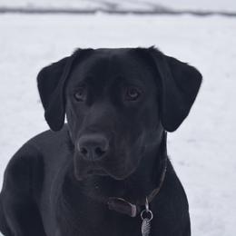 Bailey - Labrador Retriever