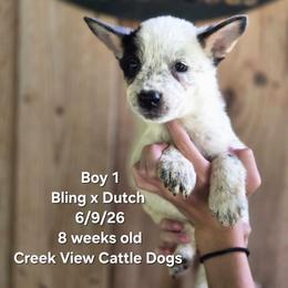 Boy 1 - Blue mottled male Australian Cattle Dog puppy in Monroe, North Carolina from Creek View Cattle Dogs