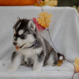 Siberian Husky Puppies from The Snow Dog Kennel