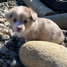 Grady - Brindle merle and white male American Corgi puppy in Concrete, Washington from Wigglebutts American Corgis