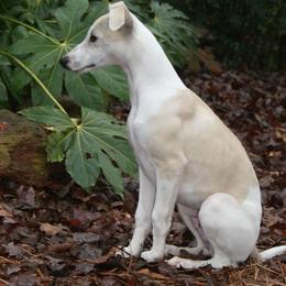 Whippet Puppies from Skyline Whippets