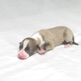 Layla Male 1 - Blue fawn male Italian Greyhound puppy in Sparta Tn And Caryville Fl, Tennessee from Summerwind Kennel