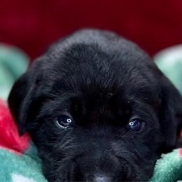Cash - Black Labrador Retriever puppy in Sandpoint, Idaho from Allen Sunnyside AKC Labs