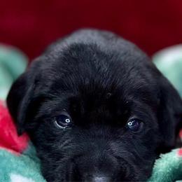 Cash - Black Labrador Retriever puppy in Sandpoint, Idaho from Allen Sunnyside AKC Labs