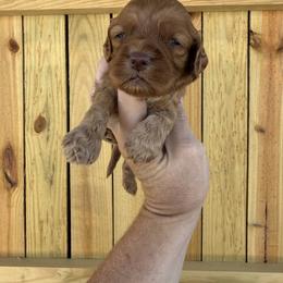 Duke Caboom - Red male Cockapoo puppy in Connersville, Indiana from MoonShine Babies