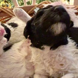 Goldendoodle and Poodle Puppies from Elizabeth Rocha's Doodles