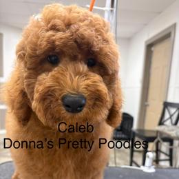 Kaleb - Red  male Poodle puppy in Vilonia, Arkansas from Donna’s Pretty Poodles