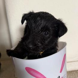 Freddie - Black male Scottish Terrier puppy in Albuquerque, New Mexico from Johnson's Highland Terriers