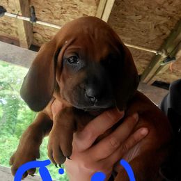 Redbone Coonhounds from Silver Creek Redbones