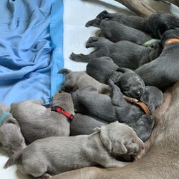 Weimaraner Puppies from Jennifer Anne's Weimaraners