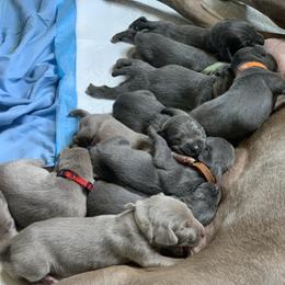 Weimaraner Puppies from Jennifer Anne's Weimaraners
