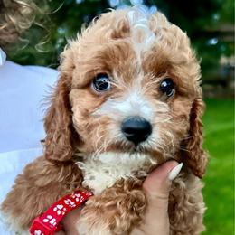 Red October - female Cavapoochon puppy in Clementon, New Jersey from PitterPatterPuppiesNJ