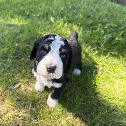 Monroe - Tri-color female Bernedoodle puppy in Center Line, Michigan from Mitten Made Bernedoodles