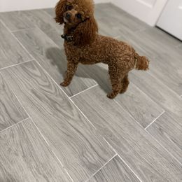 Roxie - Poodle