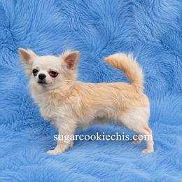 Chihuahua Puppies from Sugar Cookie Chihuahuas