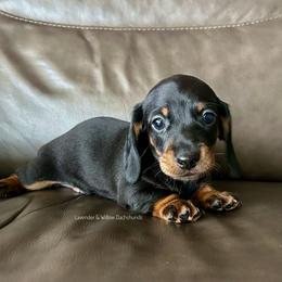 Boy 2 - Black and tan male Dachshund puppy in Elizabethtown, Kentucky from Lavender and Willow Dachshunds