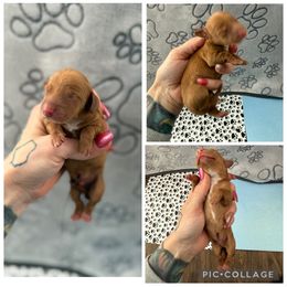 Red male large white chest - Red male Dachshund puppy in Madison, Wisconsin from SK Dashing  Dachshunds