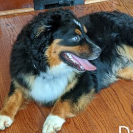 Dawson - Miniature Australian Shepherd