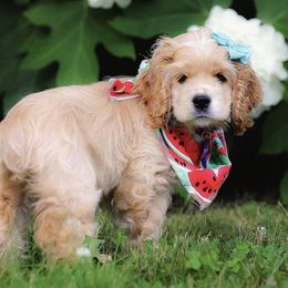 Cocker Spaniel Puppies from Ozark Haven Farm