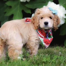 Cocker Spaniel Puppies from Ozark Haven Farm