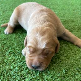 Female 6 - Golden female Golden Retriever puppy in Mesa, Arizona from Grand Canyon Goldens