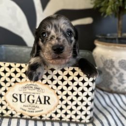 Black dapple - Dapple male Dachshund puppy in Bryan, Ohio from Wysteria Hill Doxies