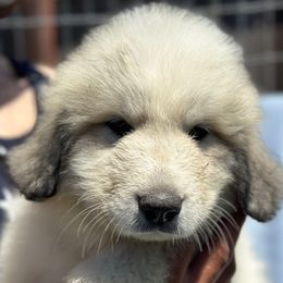 Boy 1 - White and badger male Great Pyrenees puppy in Arroyo Grande, California from R Pyr Great Pyrenees