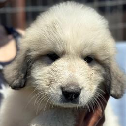 Boy 1 - White and badger male Great Pyrenees puppy in Arroyo Grande, California from R Pyr Great Pyrenees