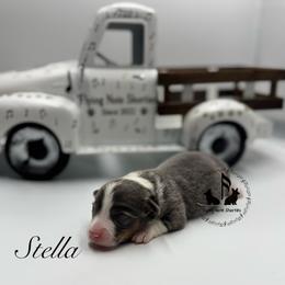 Stella - Blue female Pembroke Welsh Corgi puppy in Casper, Wyoming from Flying Note Shorties