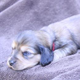 Millie - Red female Dachshund puppy in Murray, Kentucky from Shadow Ridge Farms