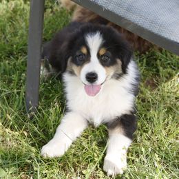 BTF2 - Black tri-color Australian Shepherd puppy in Warm Springs, Georgia from Out West Aussies