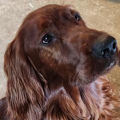 Scrappy - Irish Setter