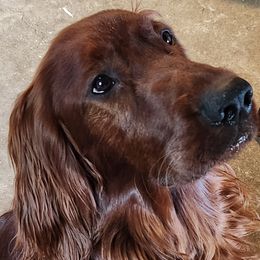 Scrappy - Irish Setter