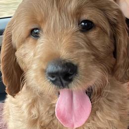 Golden Retriever and Poodle Puppies from Elliott's Elite Puppies