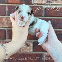 Snickers - Chocolate merle male Bernedoodle puppy in Owasso, Oklahoma from Kallams Bernedoodles & Bernese Mountain Dogs