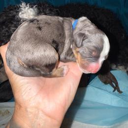 Blue Boy - Merle male Bernedoodle puppy in High Point, North Carolina from Full Hands Farm