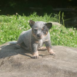 Blueberry - Blue male Australian Cattle Dog puppy in Buffalo Valley, Tennessee from Buffalo Valley Breeders