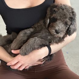 Mr. Silver - Merle male Goldendoodle puppy in San Diego, California from Sensational Doodles